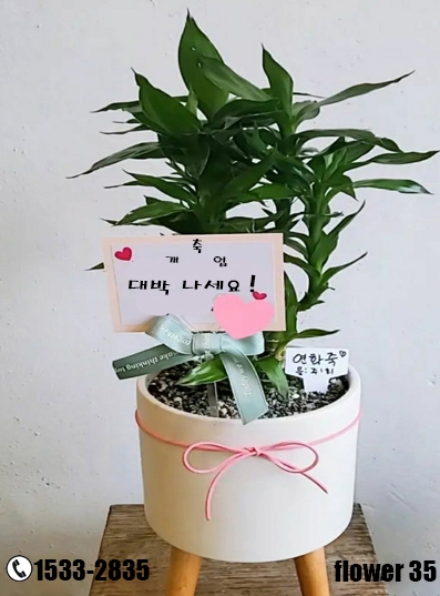 새로운 시작을 축하하는 개업화분