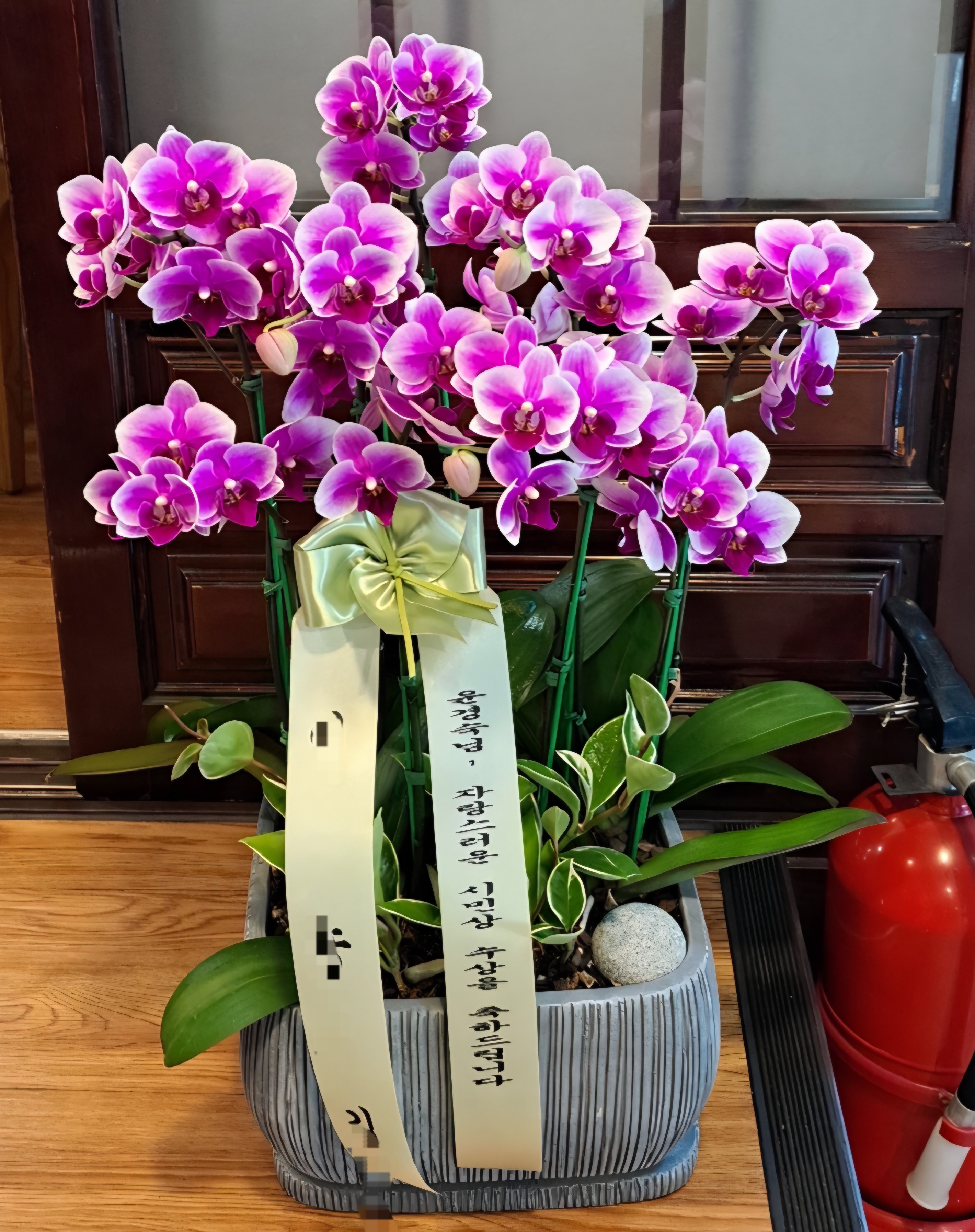 세련된 분위기를 선물하는 서양란